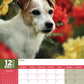 Jack Russell Calendar 2025