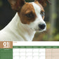 Jack Russell Calendar 2025