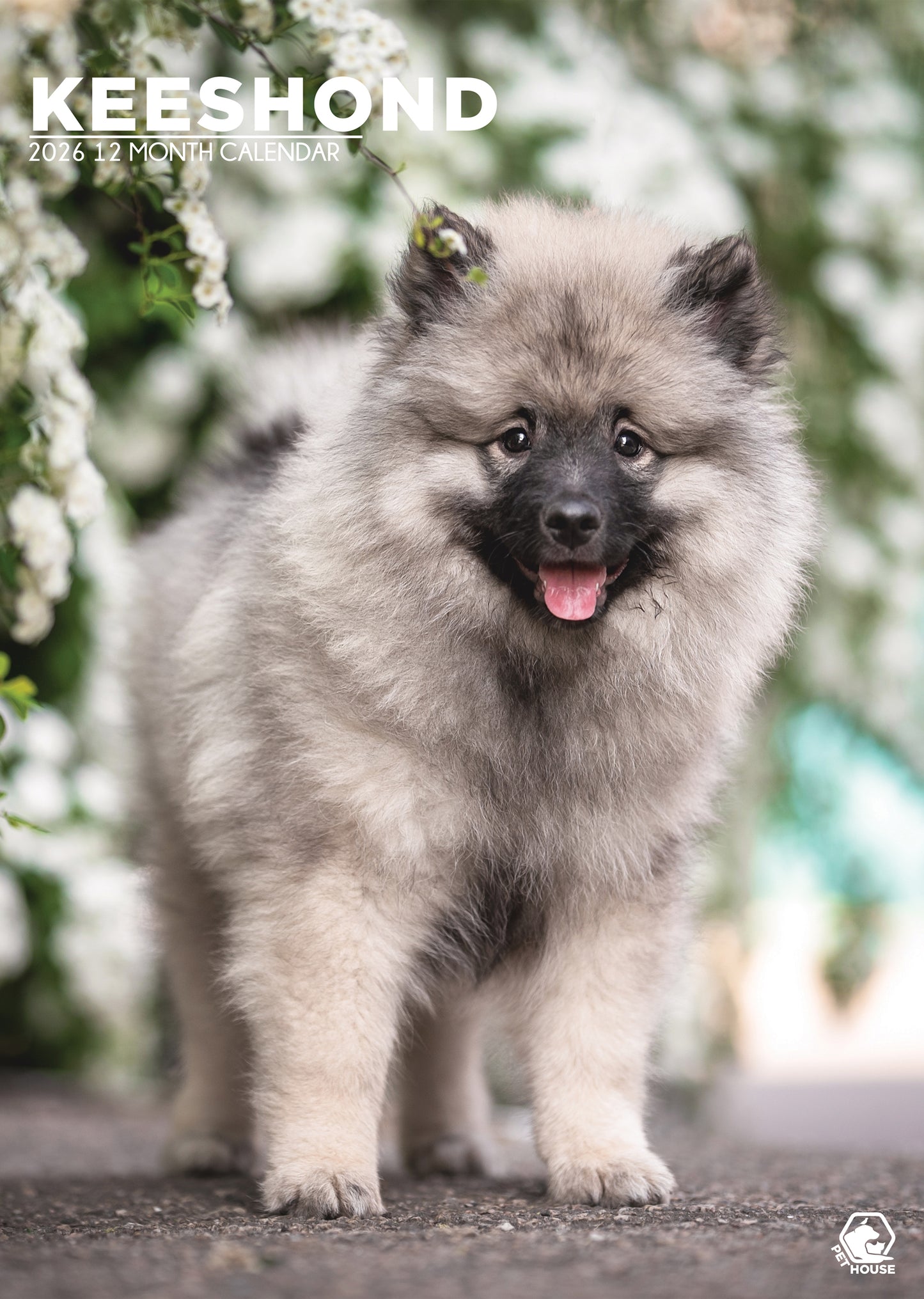 Keeshond - A3 Calendar 2026