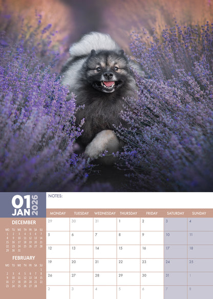 Keeshond - A3 Calendar 2026