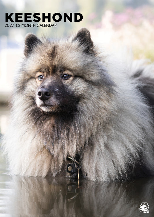 Keeshond - A3 Calendar 2027