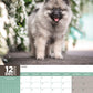 Keeshond Calendar 2025