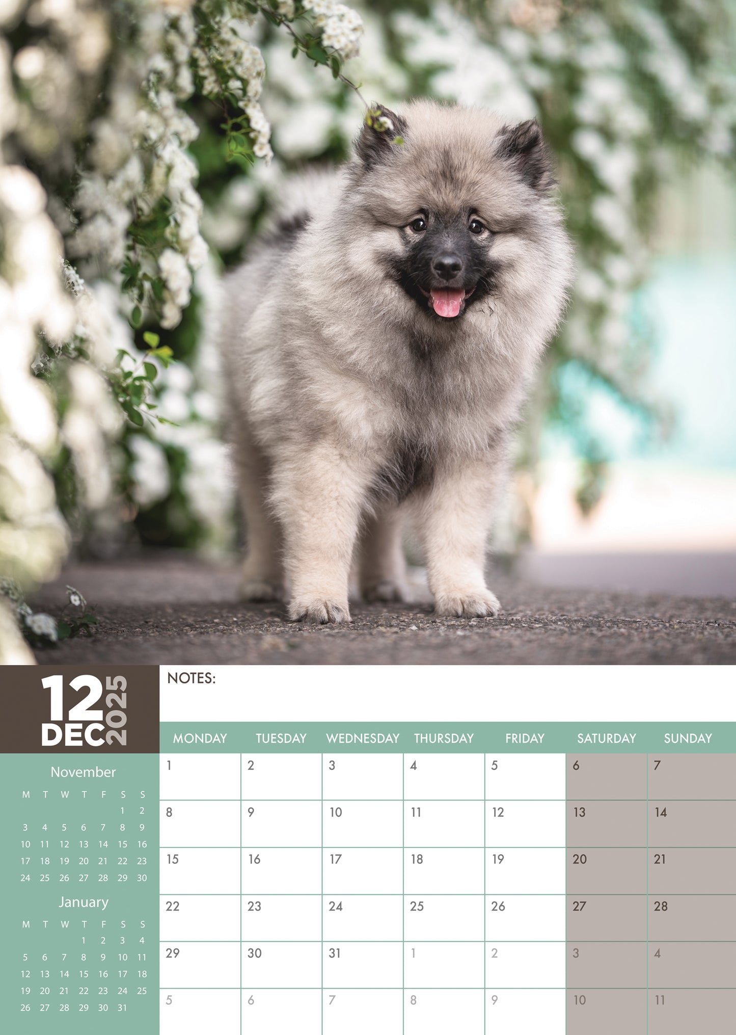 Keeshond Calendar 2025