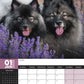 Keeshond Calendar 2025