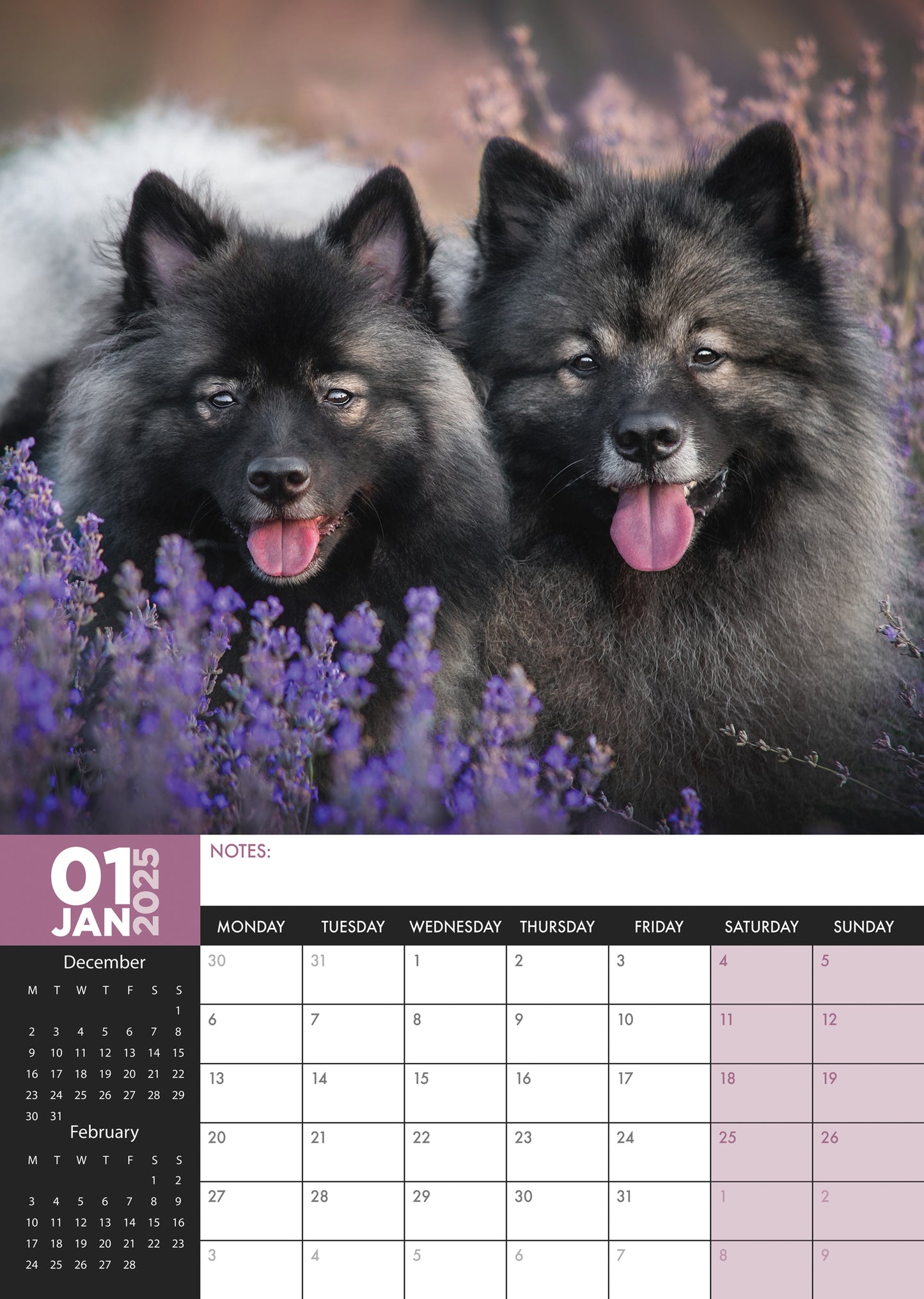 Keeshond Calendar 2025