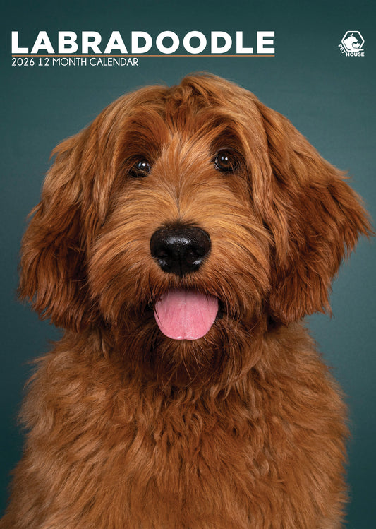 Labradoodle - A3 Calendar 2026