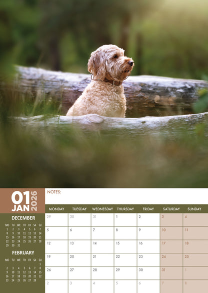 Labradoodle - A3 Calendar 2026