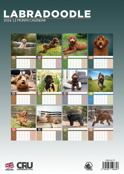 Labradoodle - A3 Calendar 2026