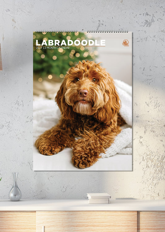 Labradoodle - A3 Calendar 2027