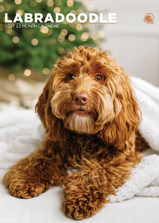 Labradoodle - A3 Calendar 2027
