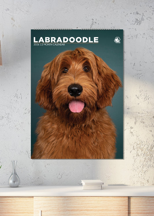 Labradoodle - A3 Calendar 2026
