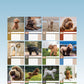 Labradoodle Calendar 2025