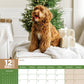 Labradoodle Calendar 2025