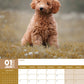 Labradoodle Calendar 2025