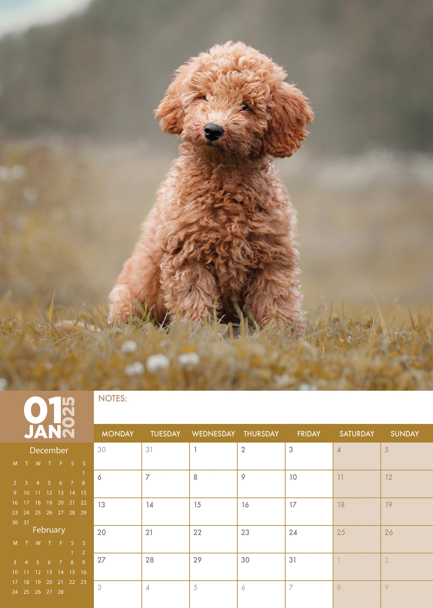 Labradoodle Calendar 2025