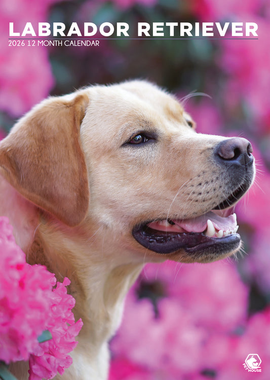 Labrador Retriever - A3 Calendar 2026