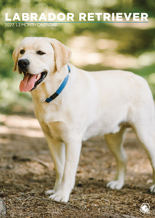 Labrador Retriever - A3 Calendar 2027