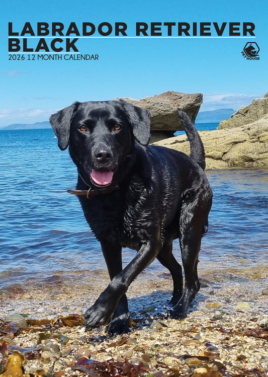 Labrador Retriever Black - A3 Calendar 2026