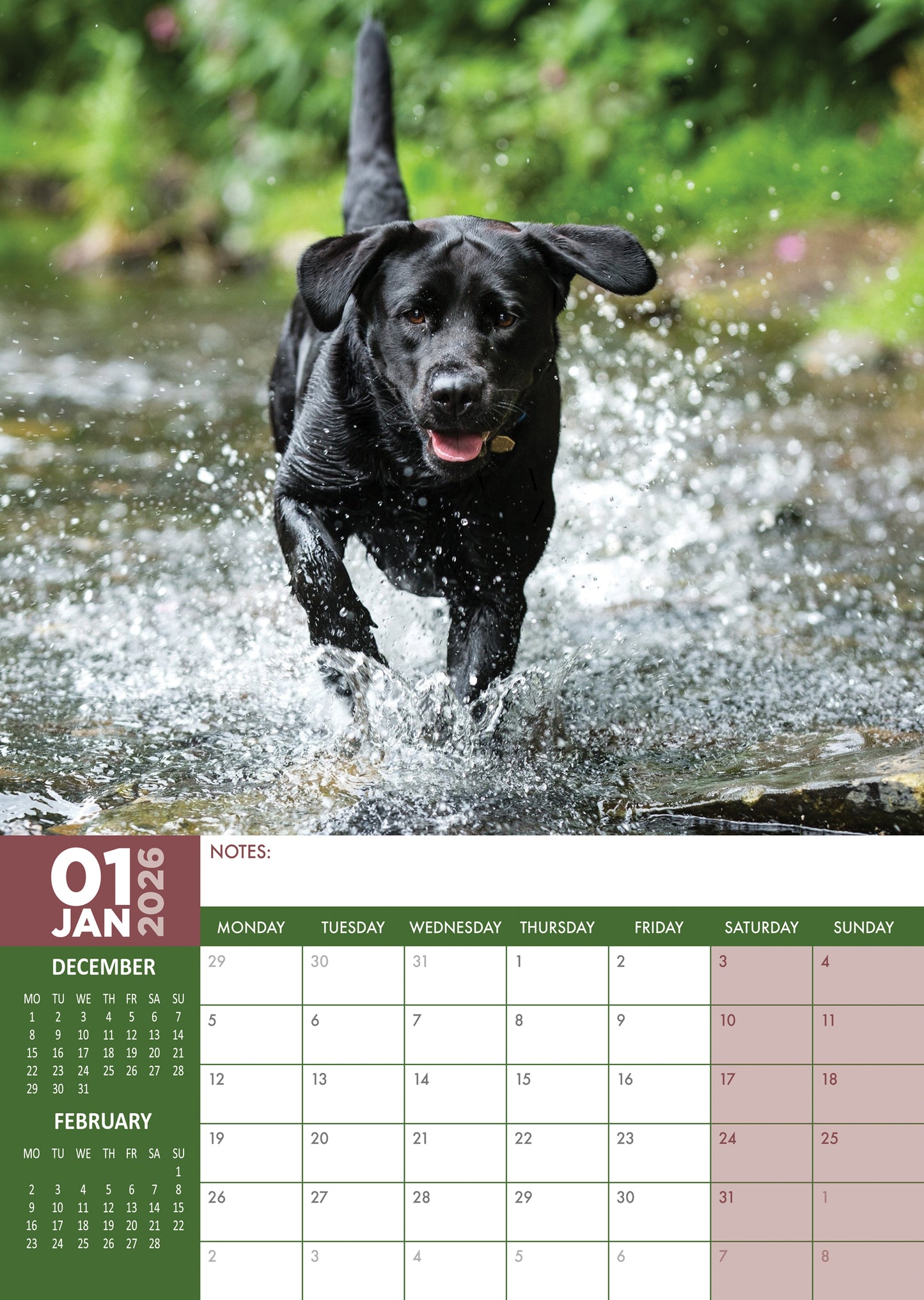 Labrador Retriever Black - A3 Calendar 2026