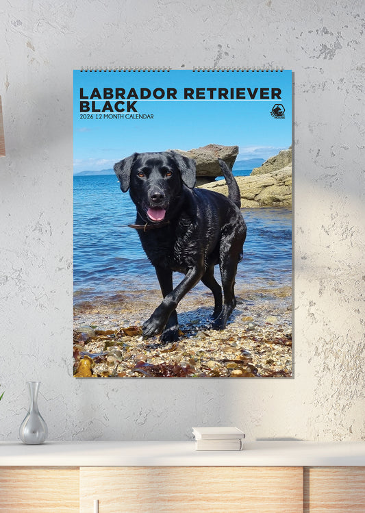 Labrador Retriever Black - A3 Calendar 2026