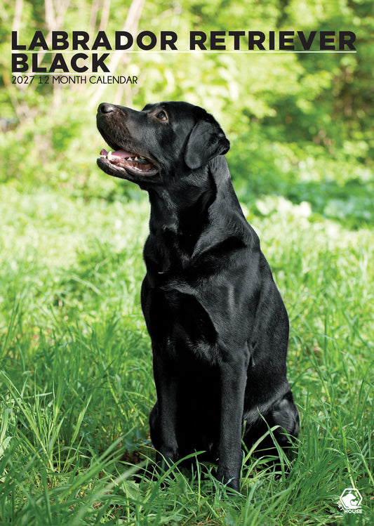 Labrador Retriever Black - A3 Calendar 2027