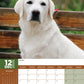 Labrador Retriever Calendar 2024