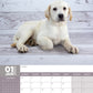 Labrador Retriever Calendar 2024