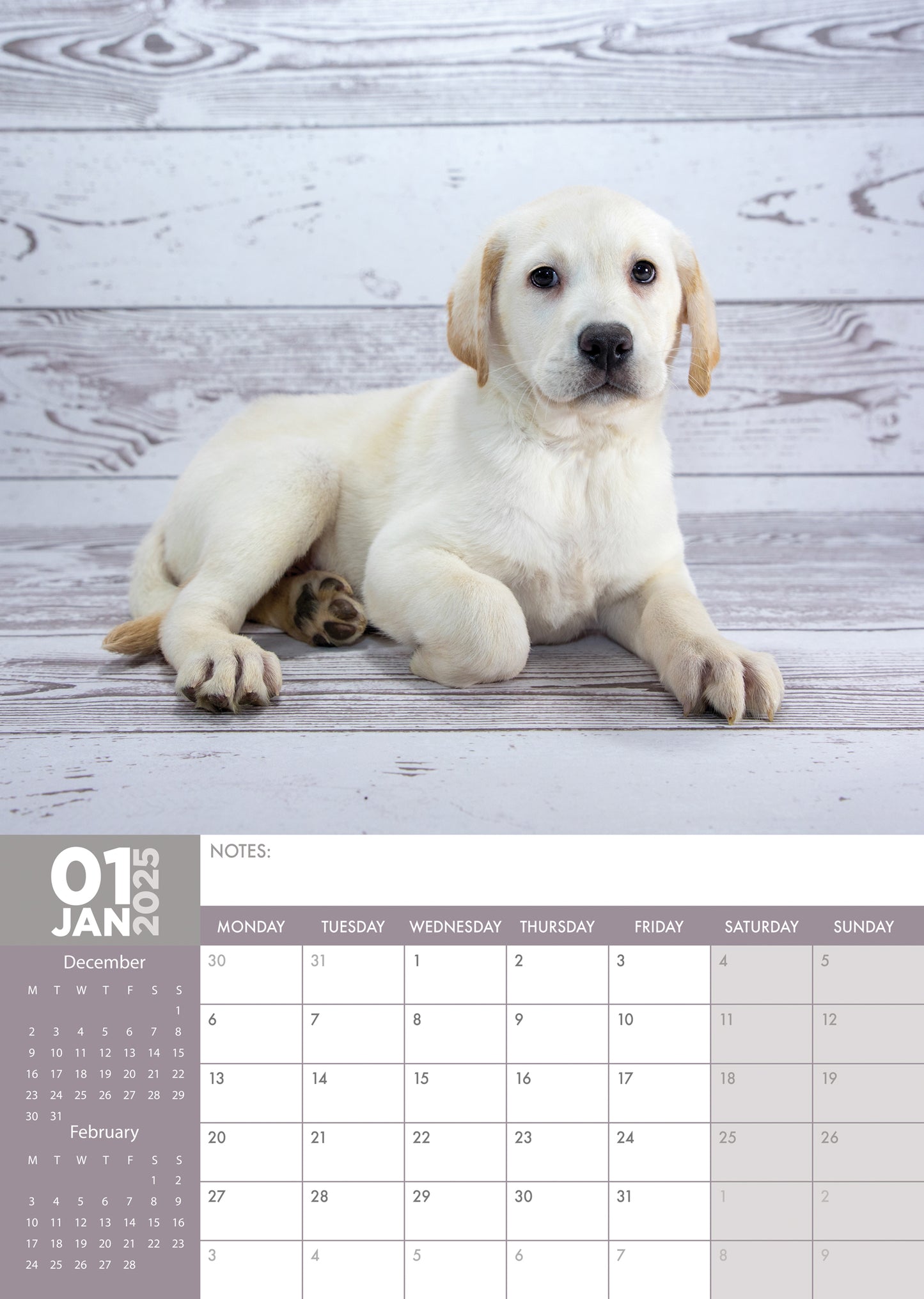 Labrador Retriever Calendar 2024