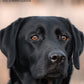 Labrador Retriever Black Calendar 2025