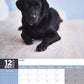 Labrador Retriever Black Calendar 2025