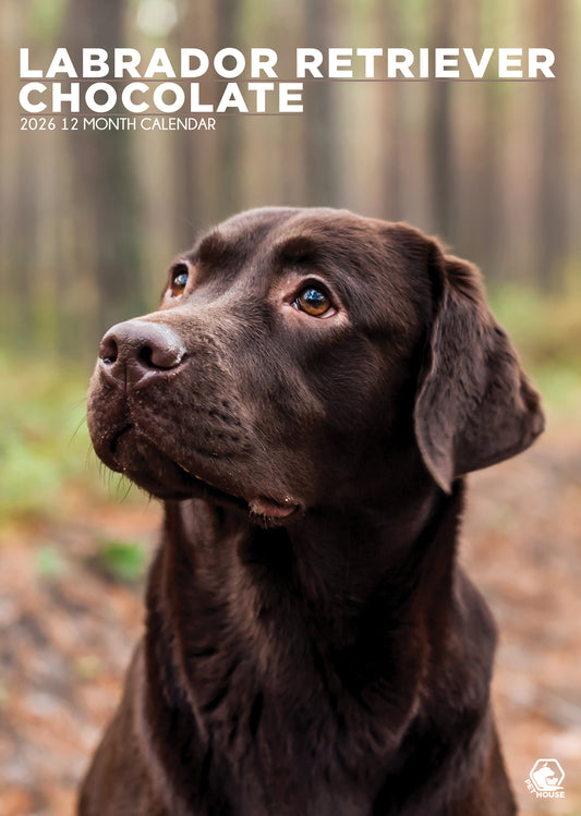 Labrador Retriever Chocolate - A3 Calendar 2026