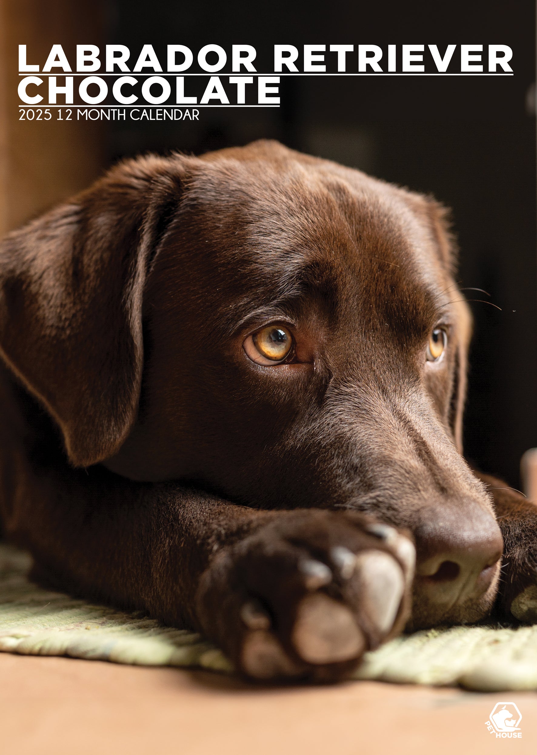 Labrador Retriever Chocolate Calendar 2025 – CalendarsRus