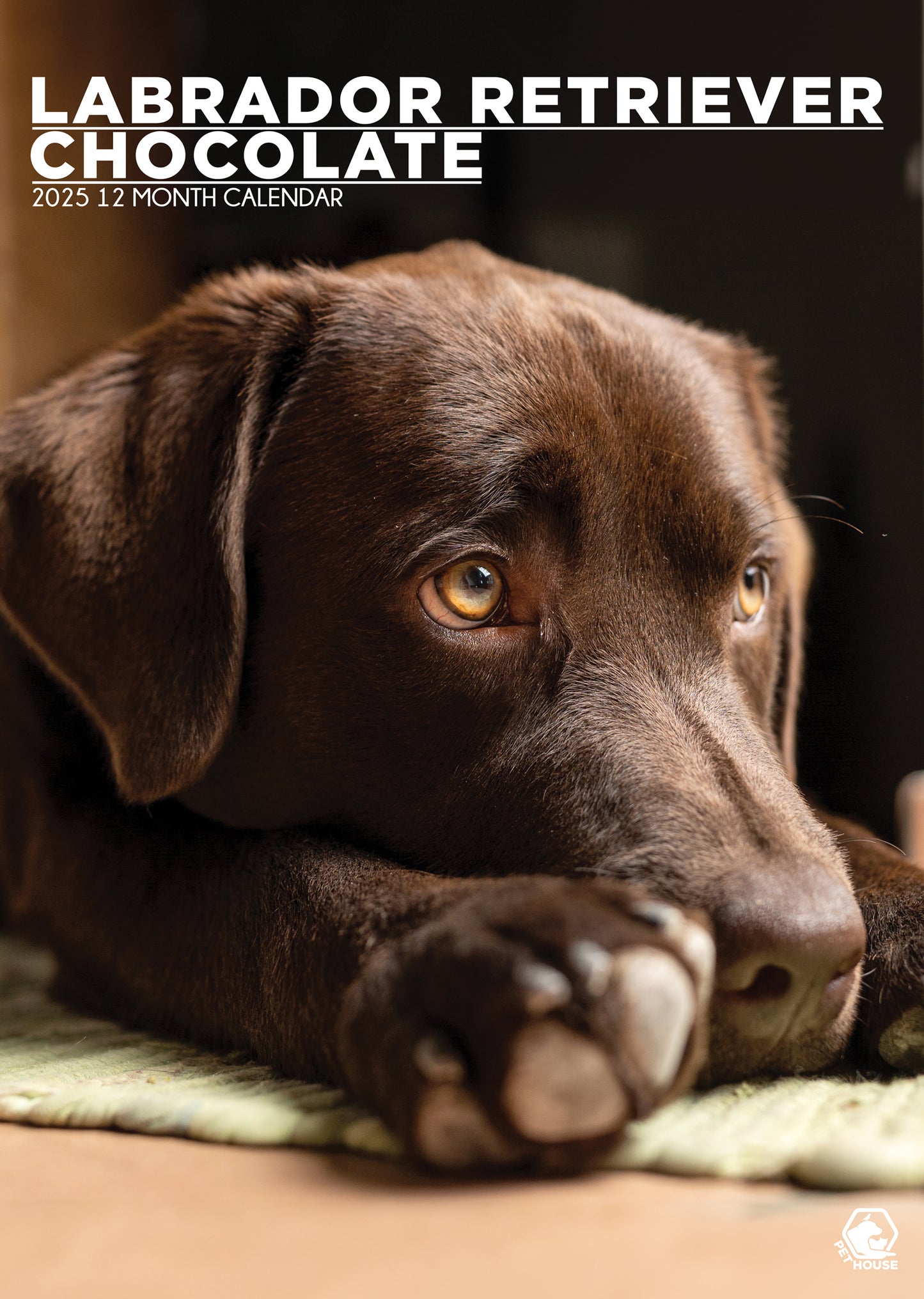 Labrador Retriever Chocolate Calendar 2025 CalendarsRus