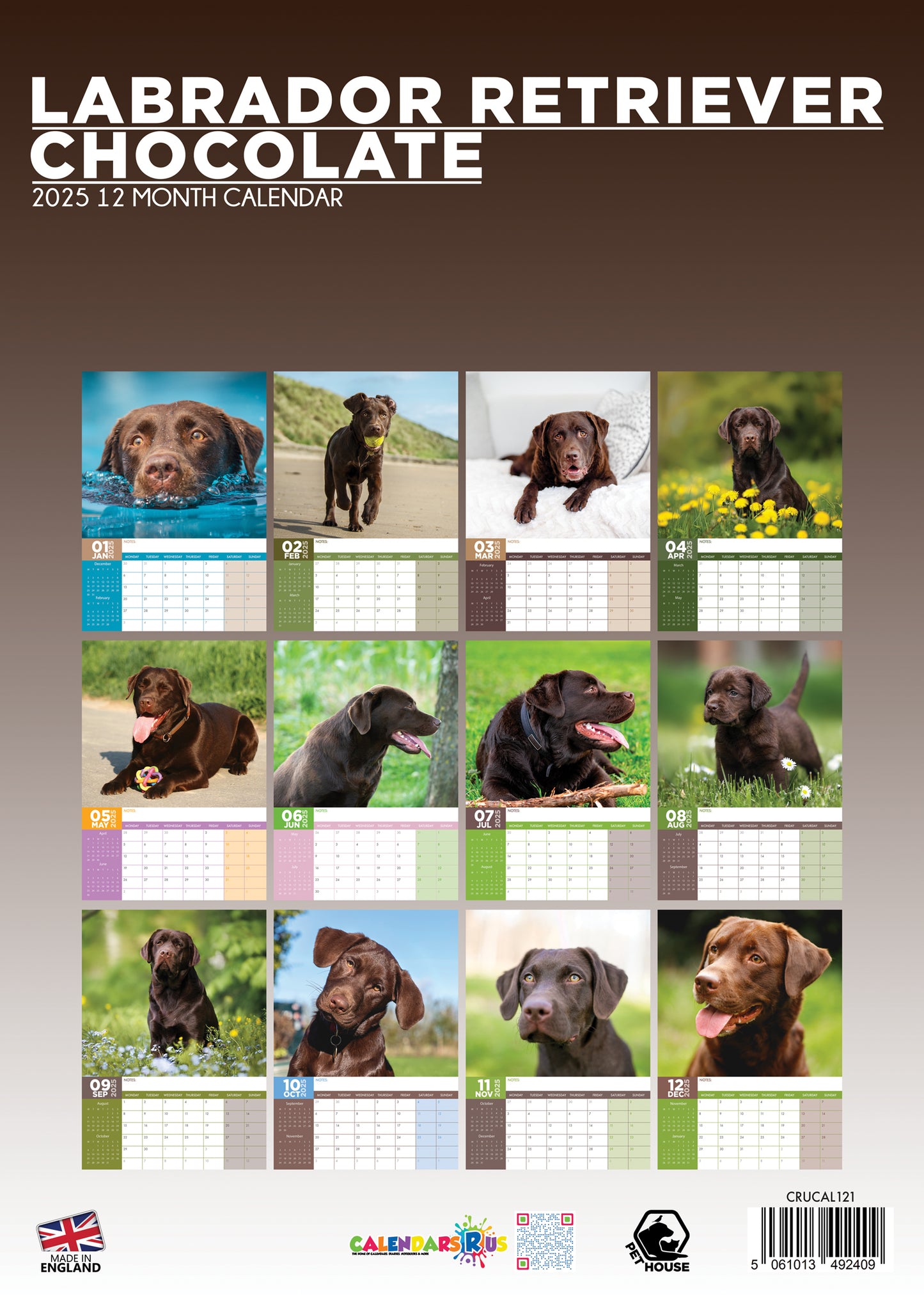 Labrador Retriever Chocolate Calendar 2024 CalendarsRus