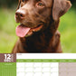 Labrador Retriever Chocolate Calendar 2025