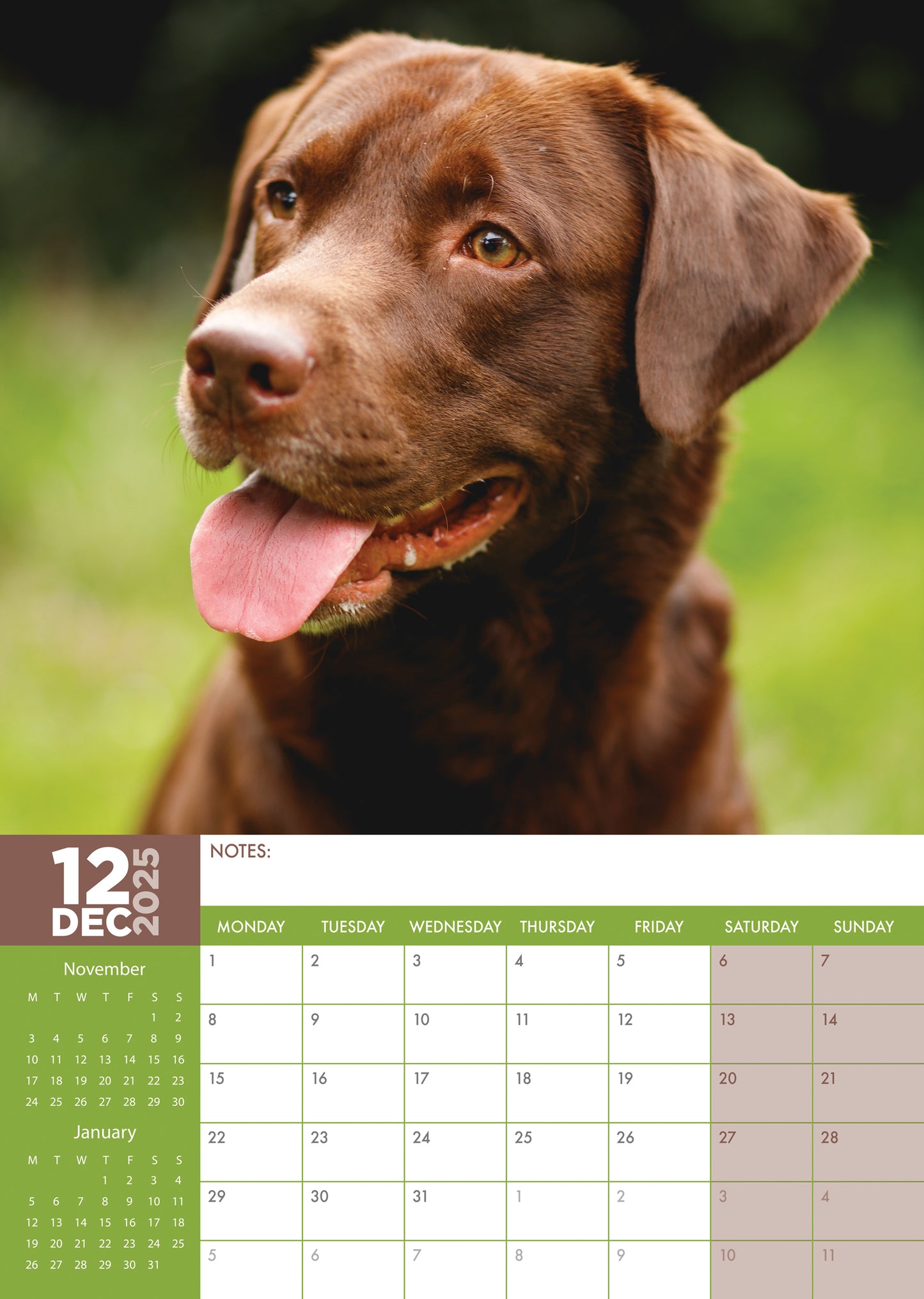 Labrador Retriever Chocolate Calendar 2025