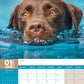 Labrador Retriever Chocolate Calendar 2025