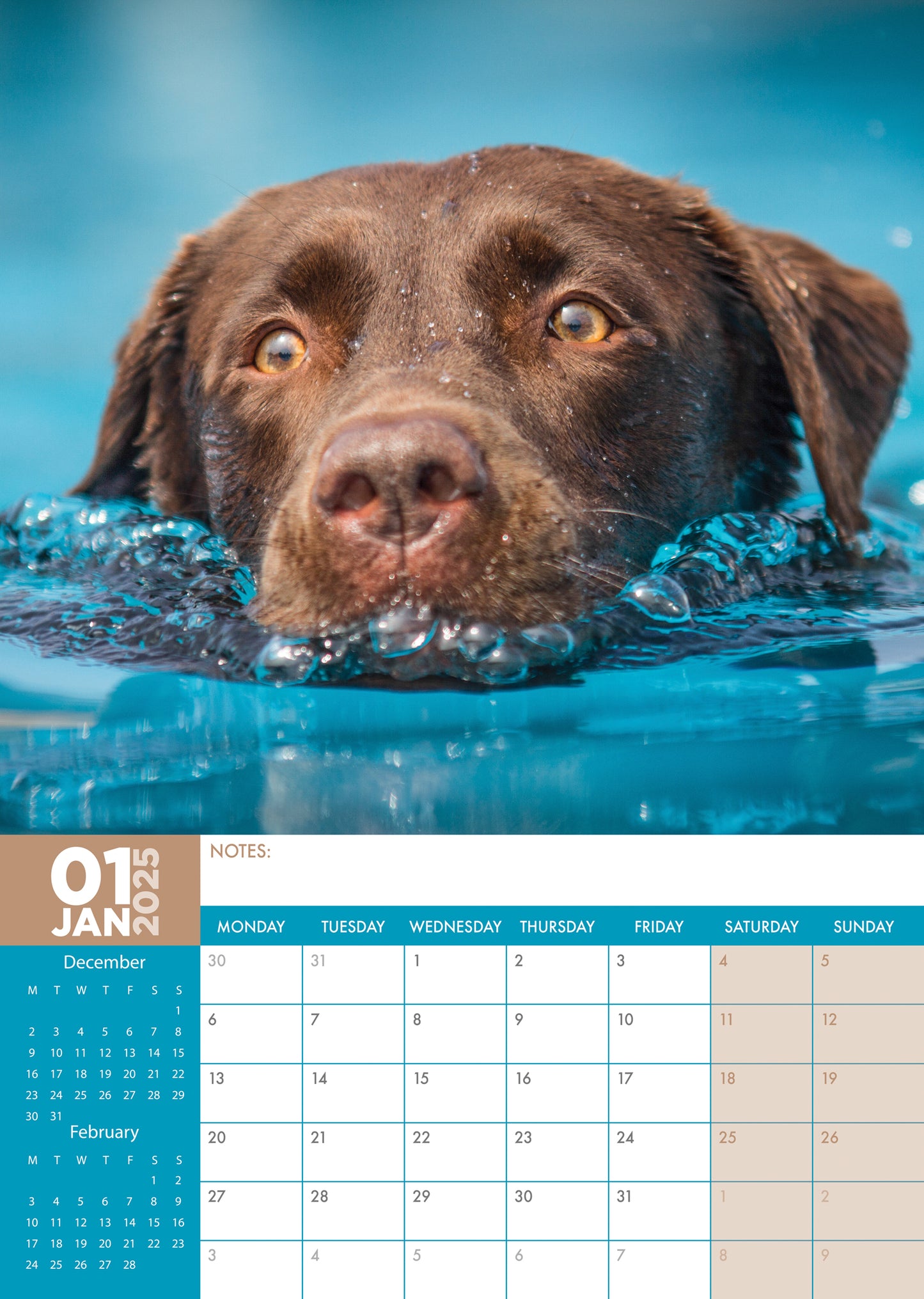 Labrador Retriever Chocolate Calendar 2025