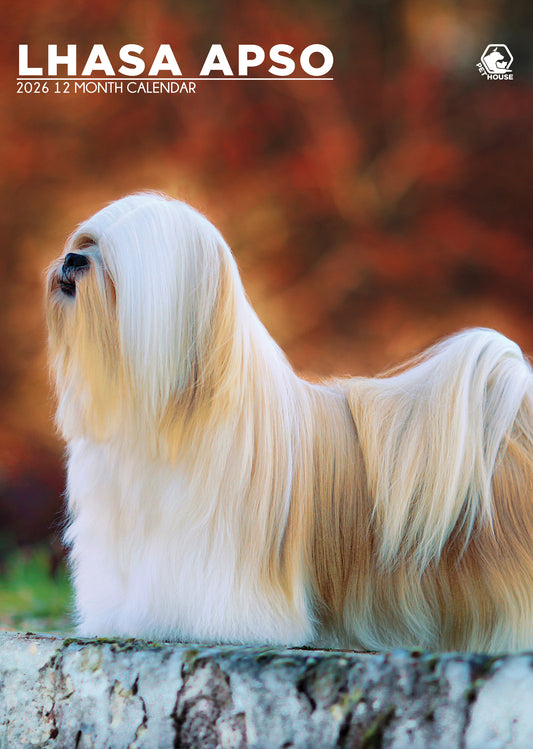 Lhasa Apso - A3 Calendar 2026