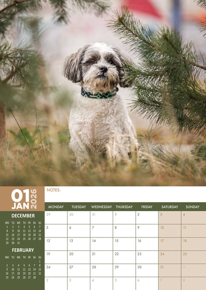 Lhasa Apso - A3 Calendar 2026