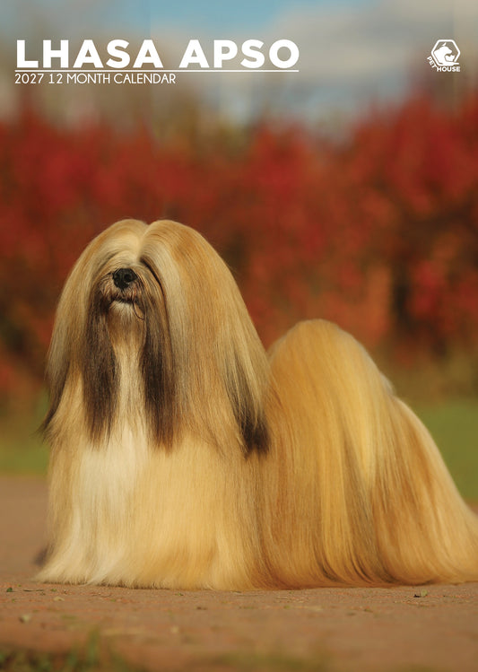 Lhasa Apso - A3 Calendar 2027