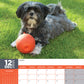 Lhasa Apso Calendar 2025