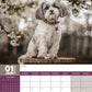 Lhasa Apso Calendar 2025