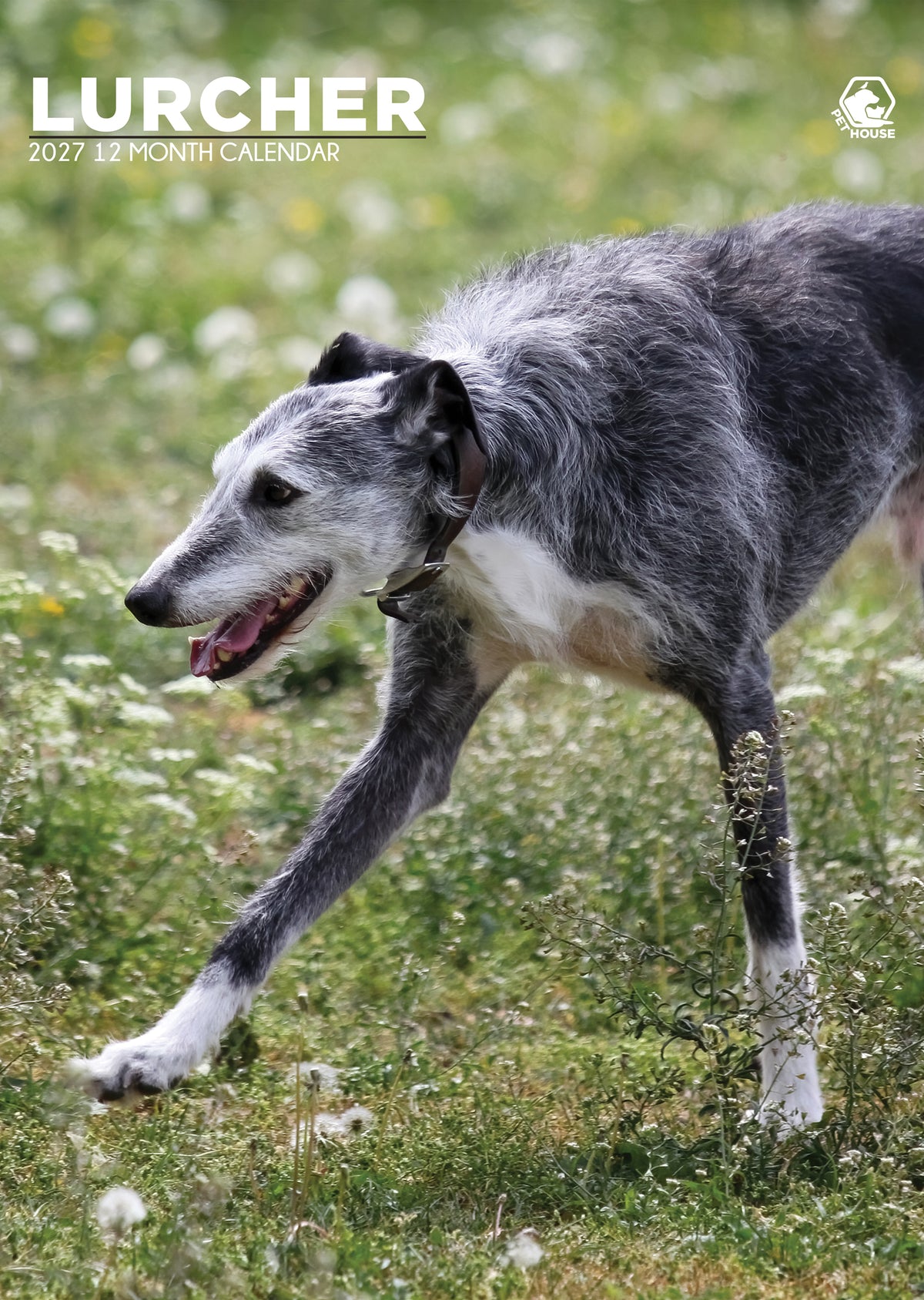Lurcher - A3 Calendar 2027