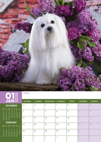 Maltese - A3 Calendar 2026