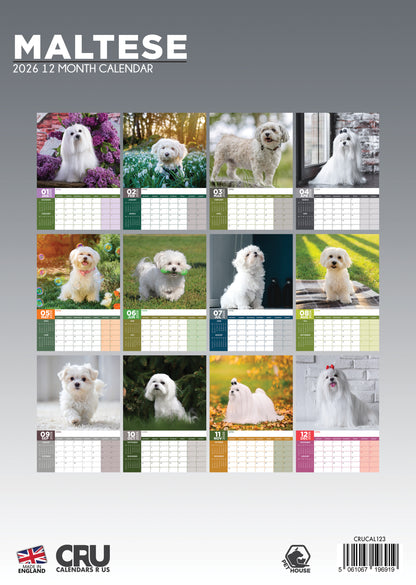 Maltese - A3 Calendar 2026