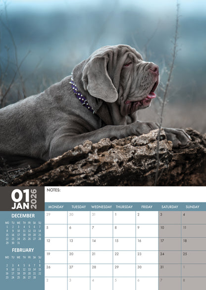 Mastiff - A3 Calendar 2026