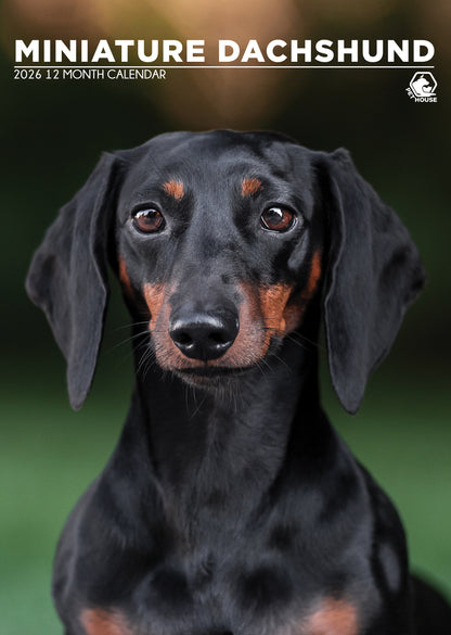 Miniature Dachshund - A3 Calendar 2026