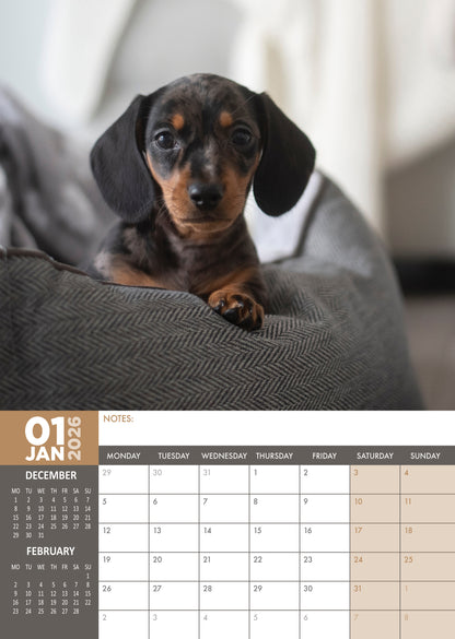 Miniature Dachshund - A3 Calendar 2026