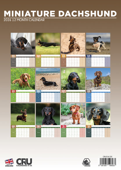 Miniature Dachshund - A3 Calendar 2026